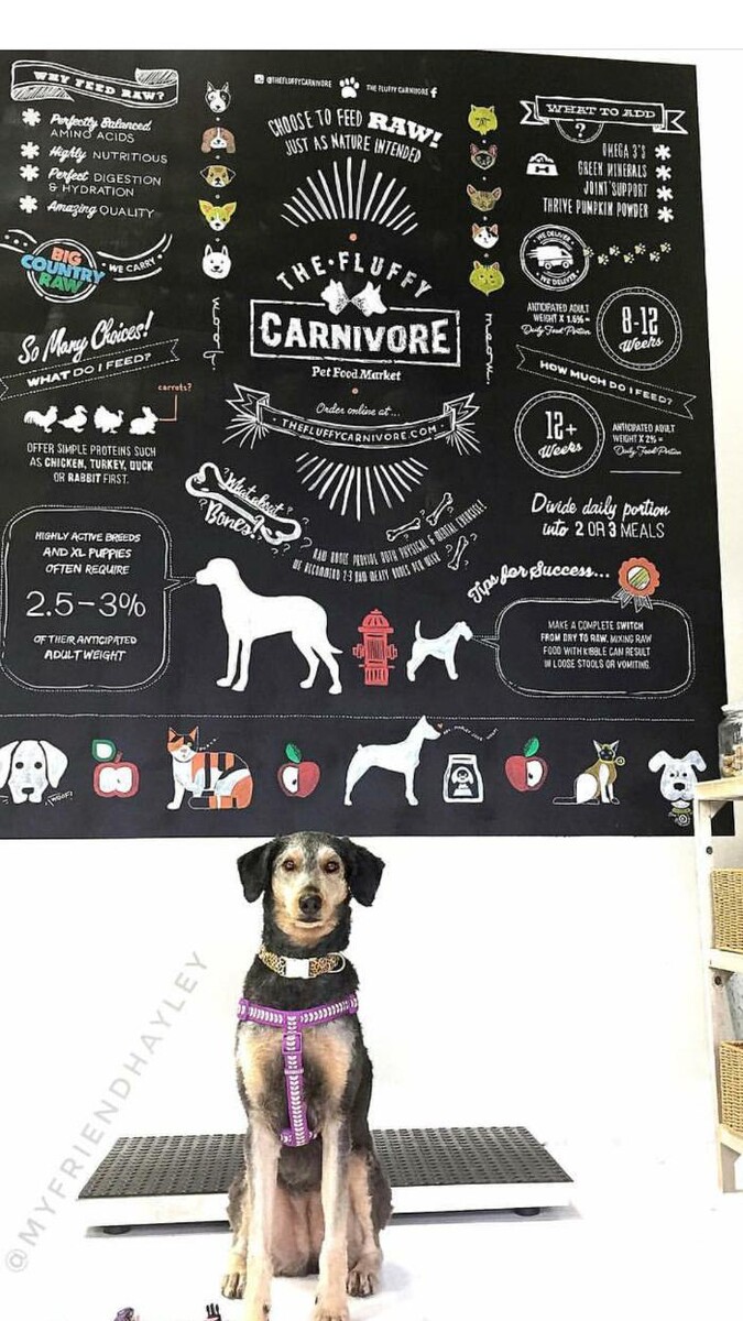 Images The Fluffy Carnivore Pet Food Market