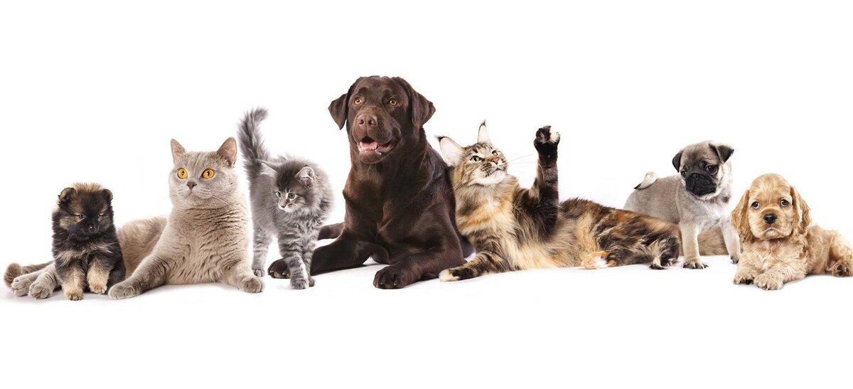 Images South Whitby Veterinary Services