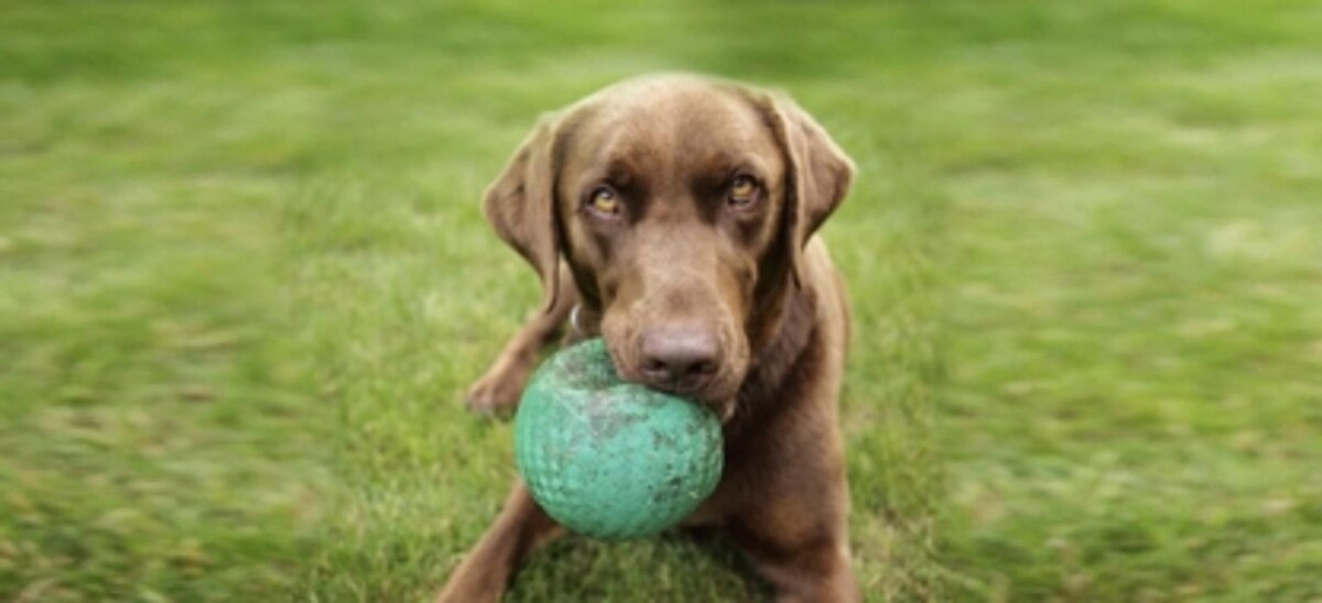 Images South Whitby Veterinary Services