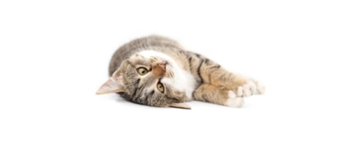 Images South Whitby Veterinary Services
