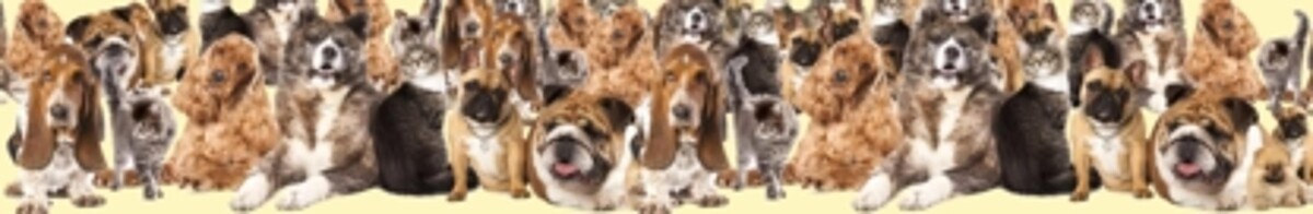 Images South Whitby Veterinary Services