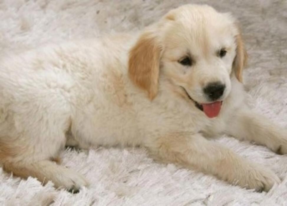 Images South Whitby Veterinary Services