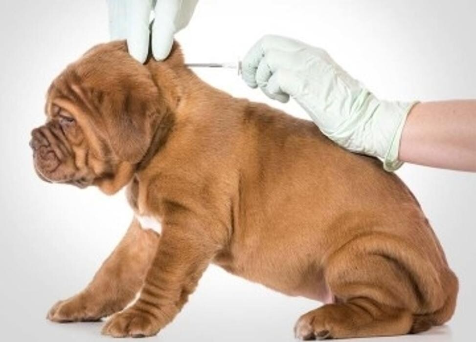 Images South Whitby Veterinary Services