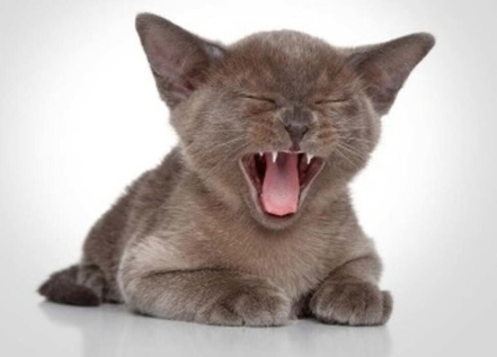 Images South Whitby Veterinary Services