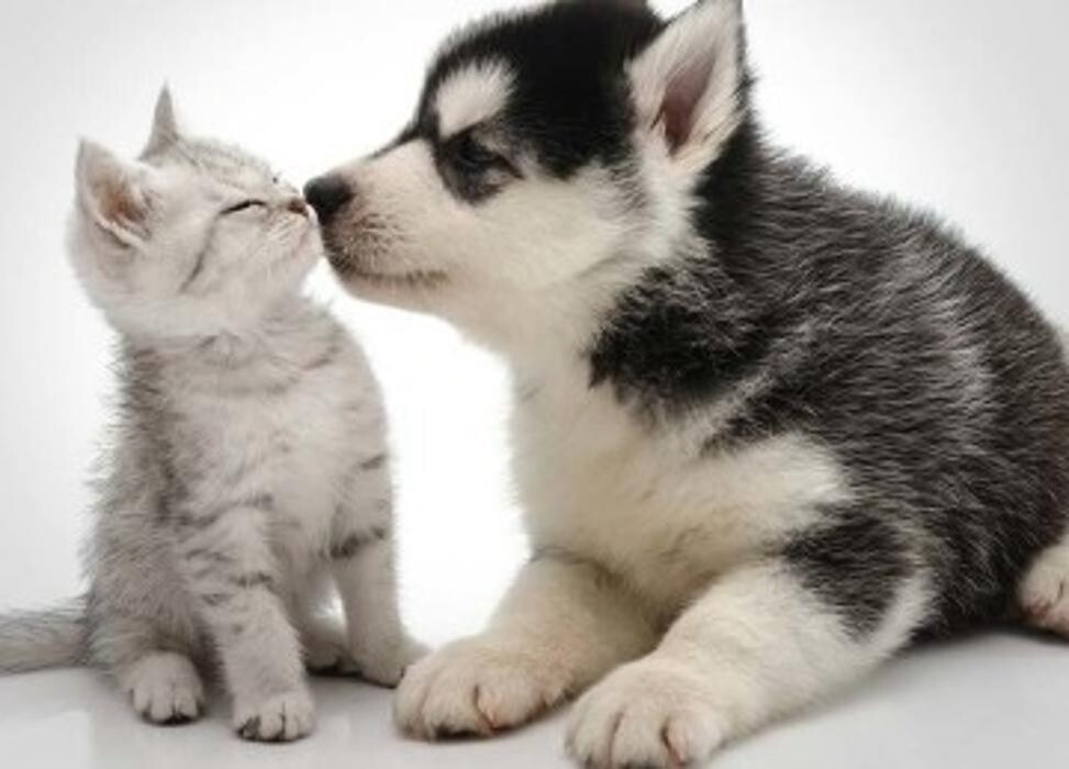 Images South Whitby Veterinary Services