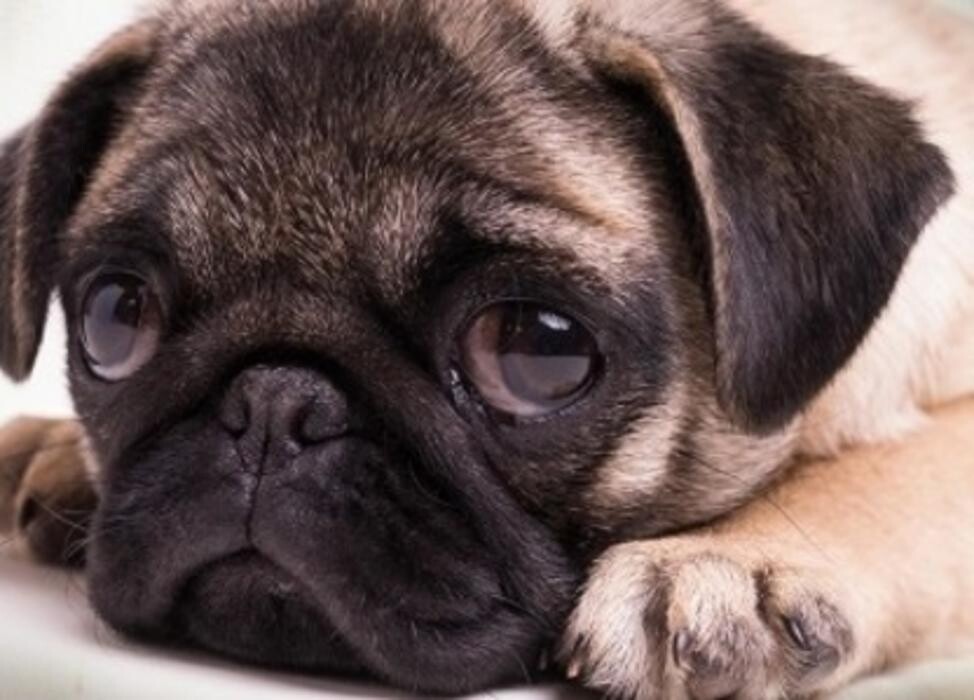 Images South Whitby Veterinary Services