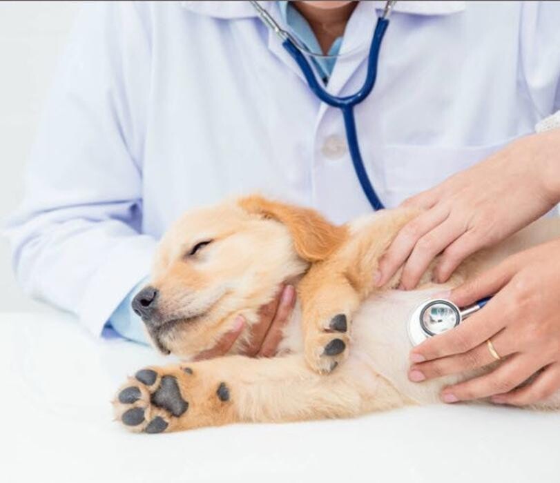 Images Alpine Animal Hospital