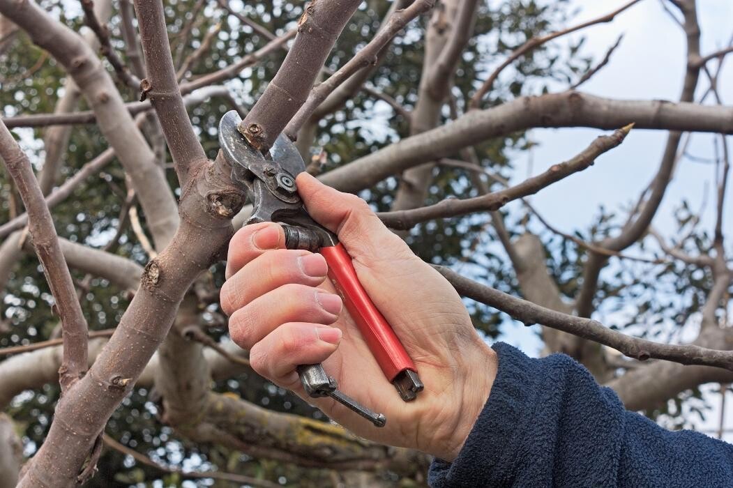 Images Brantford Tree Service