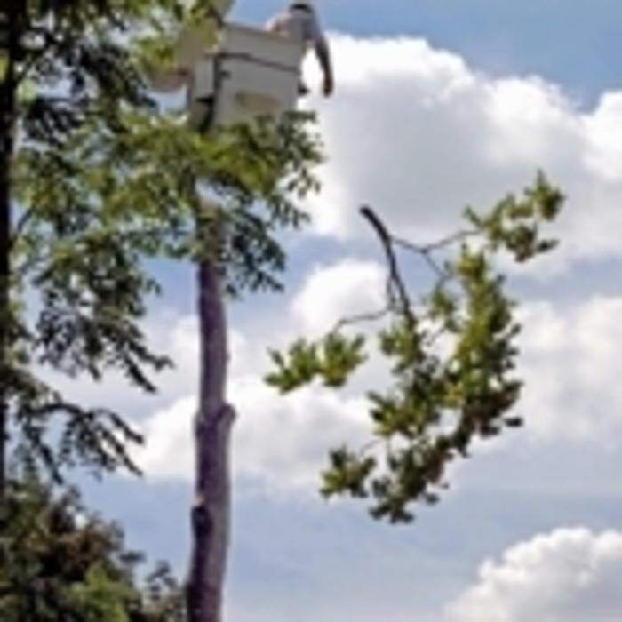 Images Brantford Tree Service