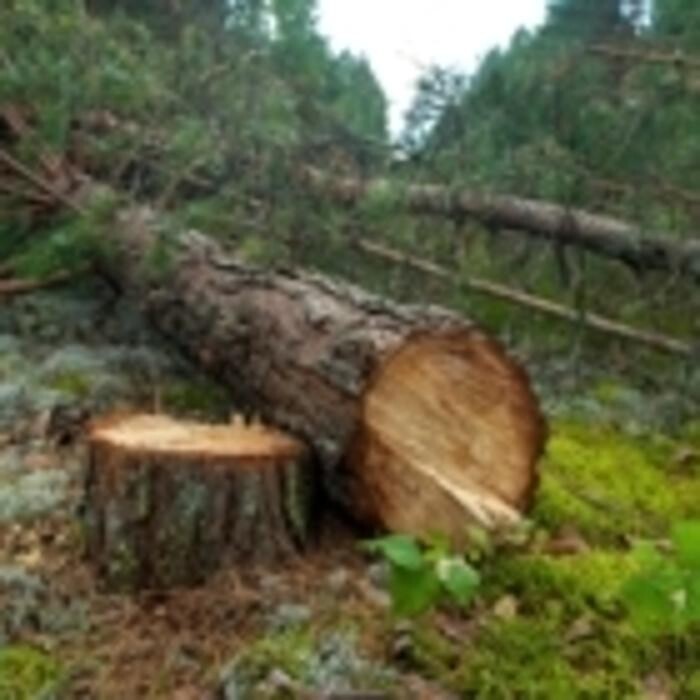 Images Brantford Tree Service