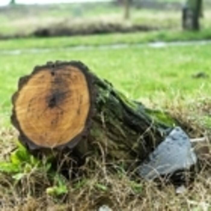 Images Brantford Tree Service