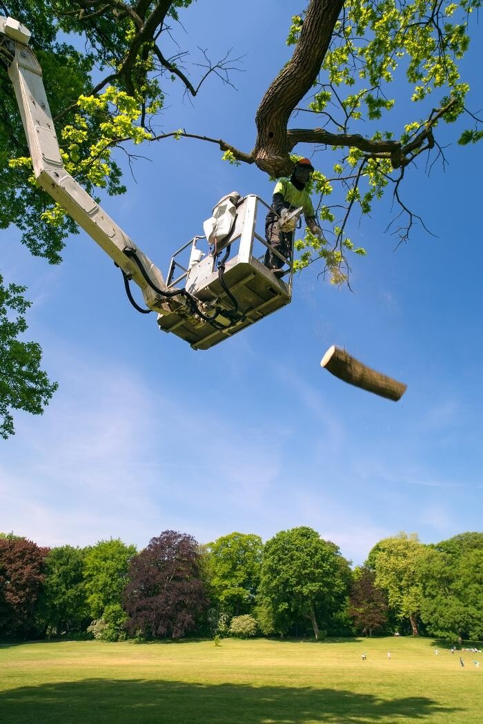 Images Brantford Tree Service