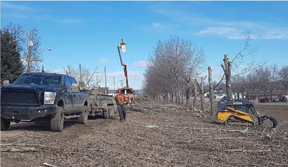 Images Northern Rockies Tree Service