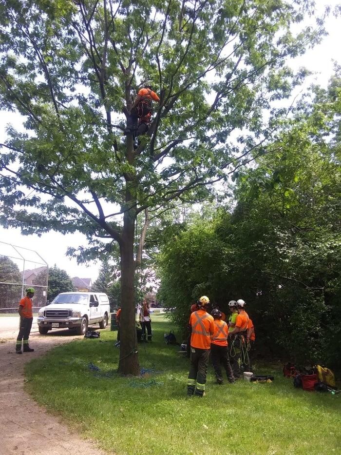 Images Colonial Tree Service