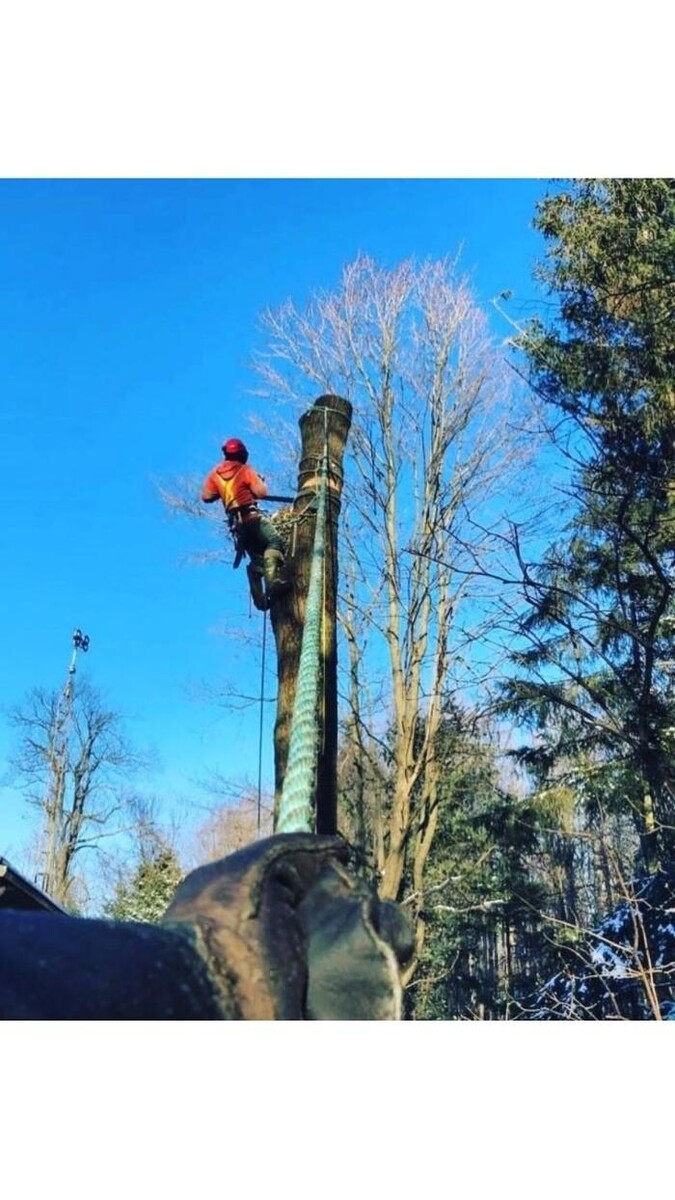 Images Colonial Tree Service