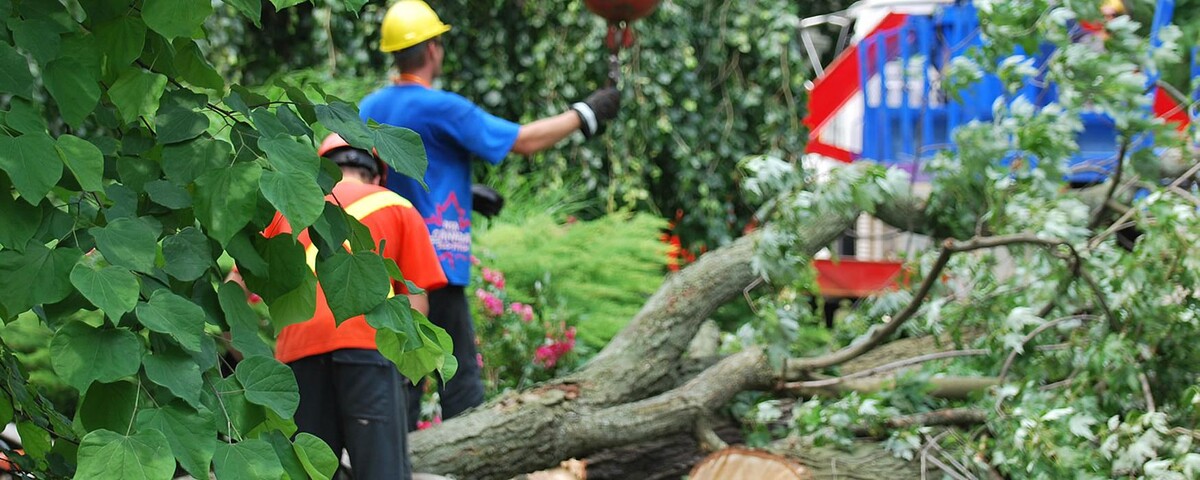 Images Colonial Tree Service