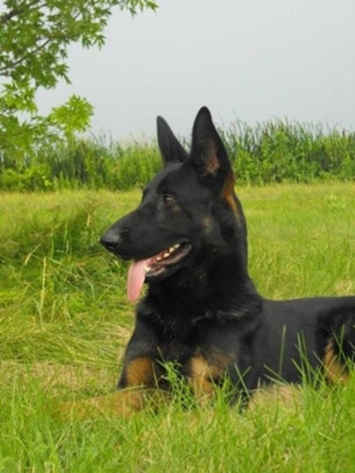 Images Académie Canine RM