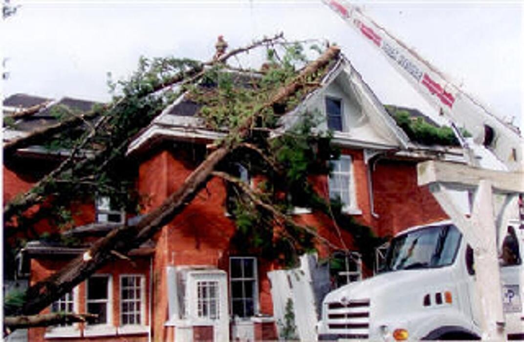 Images AAA Tree Service