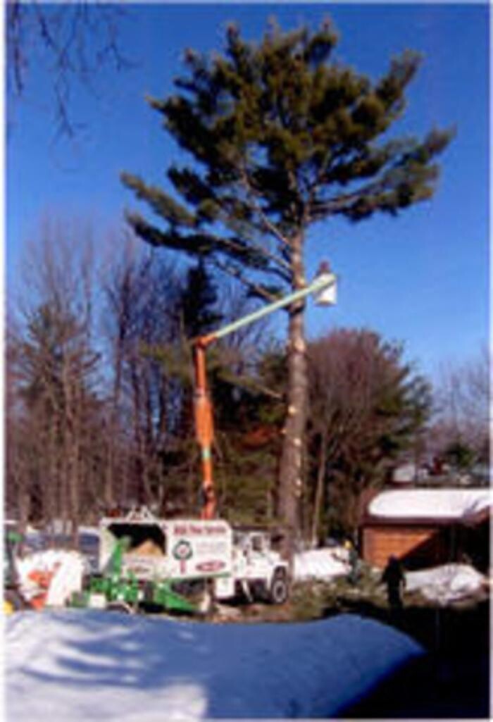 Images AAA Tree Service