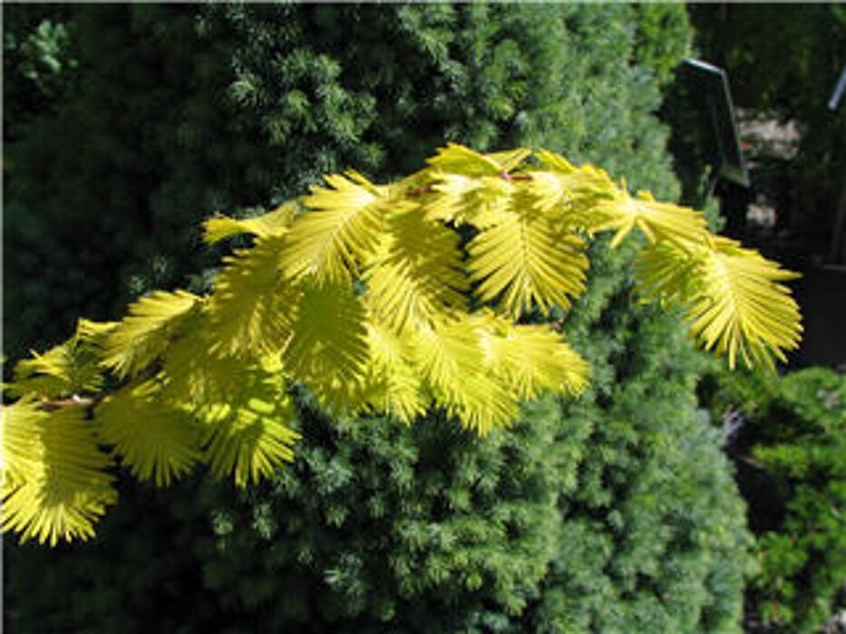 Images Vineland Nurseries