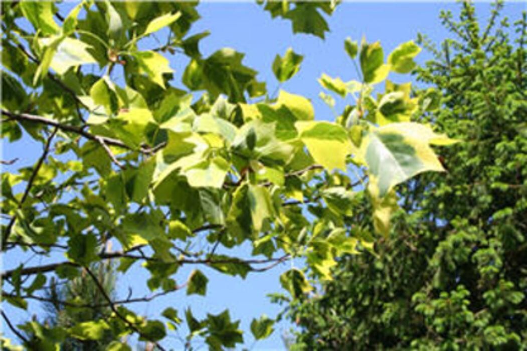 Images Vineland Nurseries