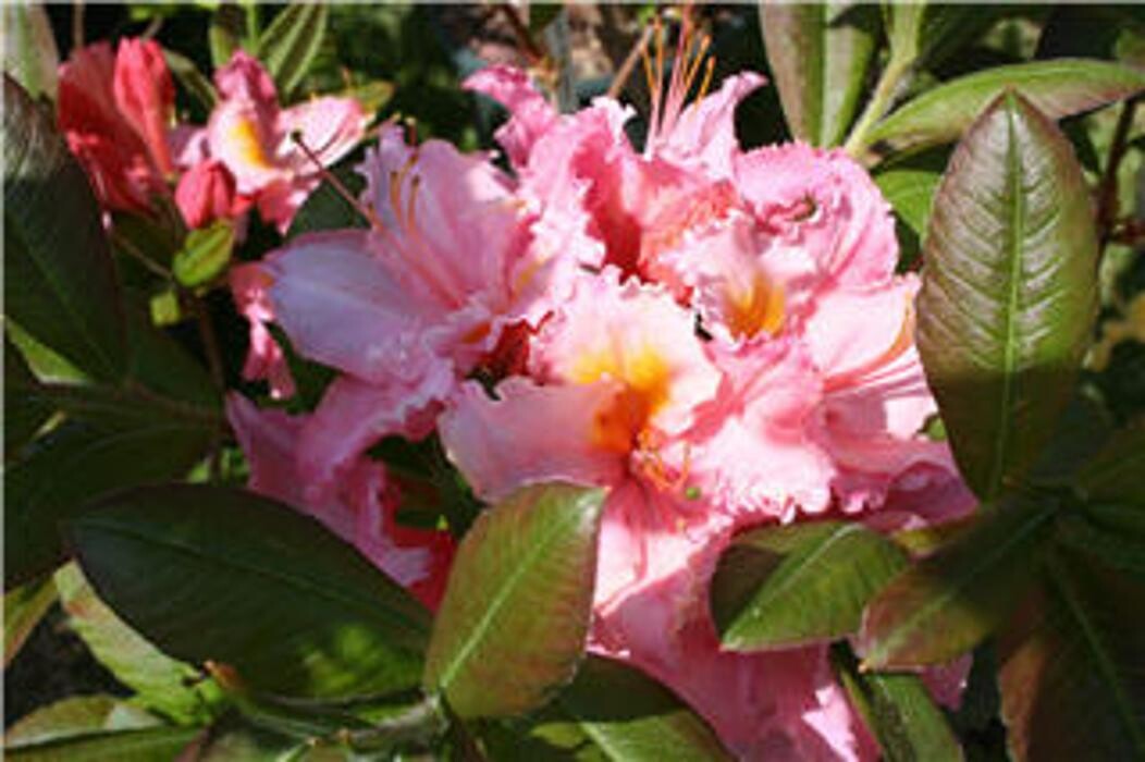 Images Vineland Nurseries
