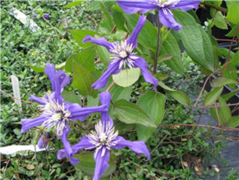 Images Vineland Nurseries
