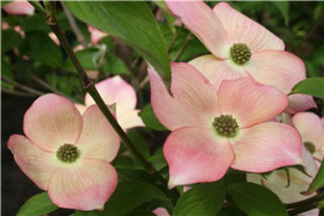 Images Vineland Nurseries