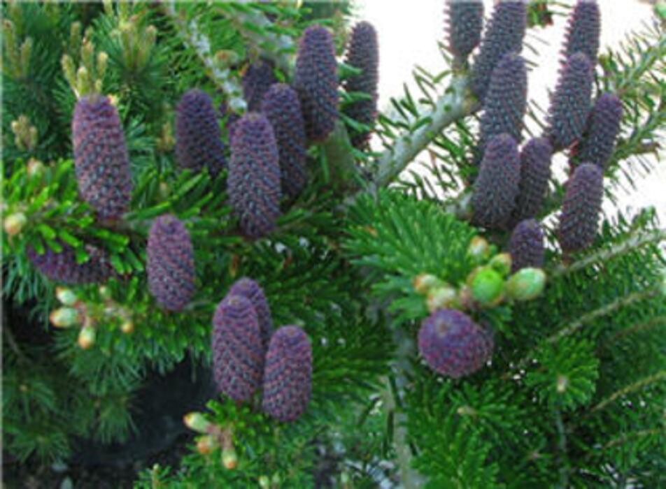Images Vineland Nurseries