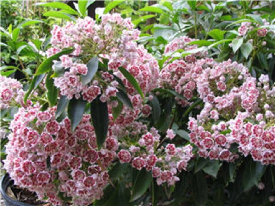 Images Vineland Nurseries