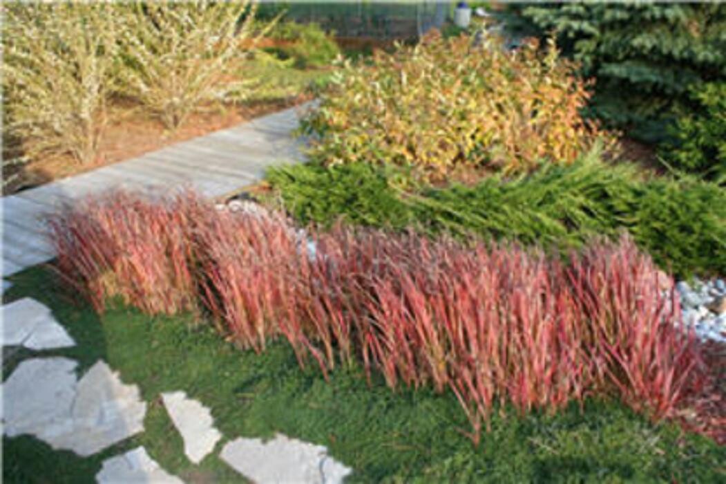 Images Vineland Nurseries