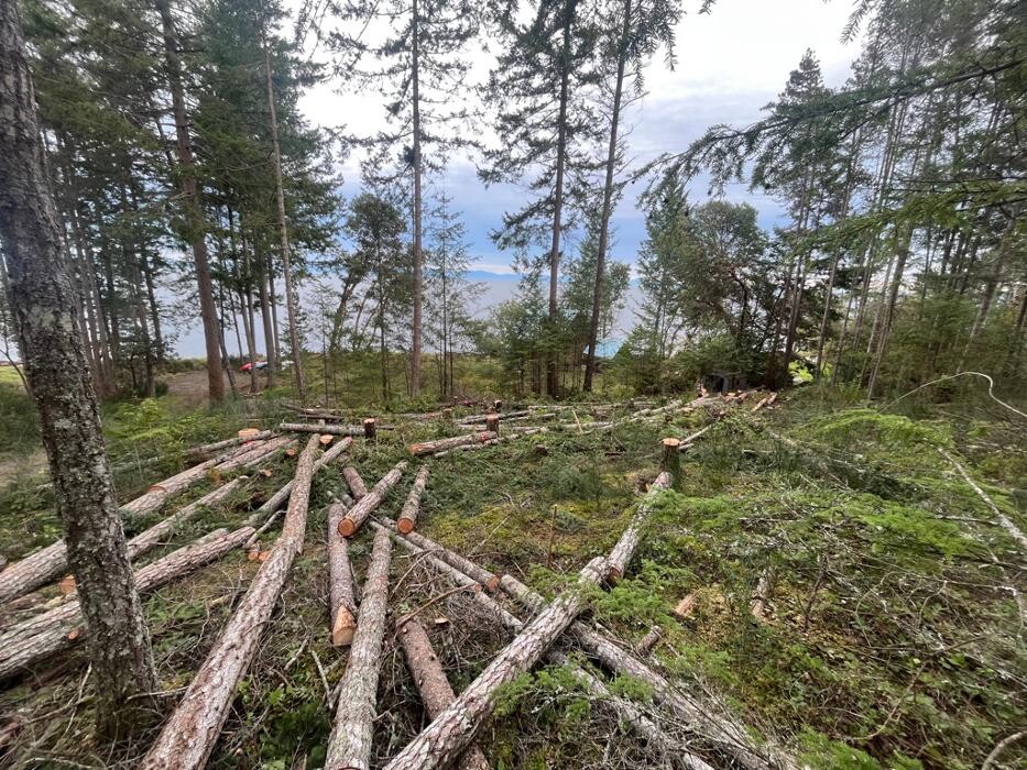 Images Evergreen Tree Service