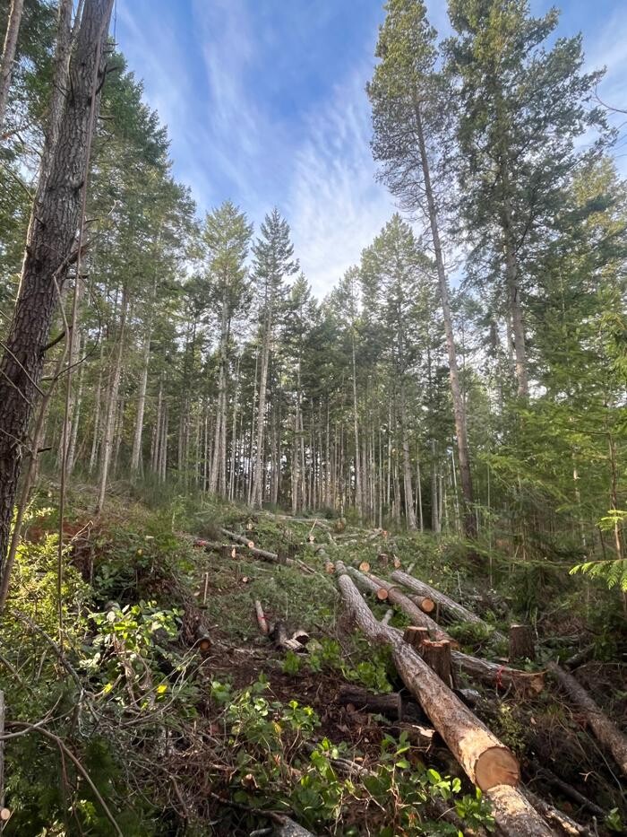Images Evergreen Tree Service