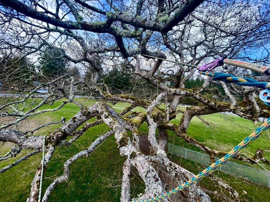 Images Evergreen Tree Service