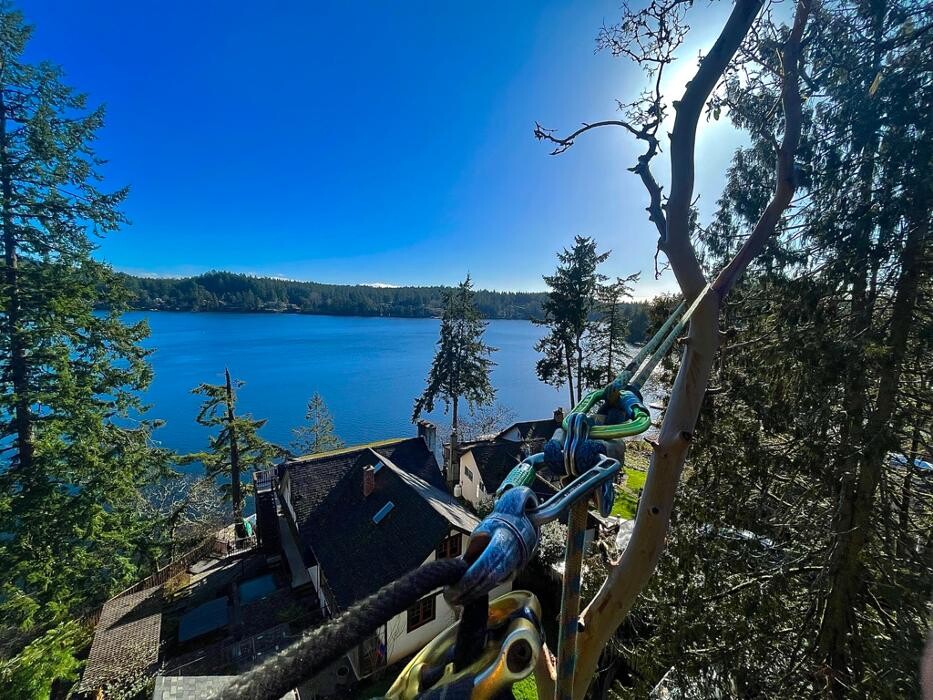 Images Evergreen Tree Service