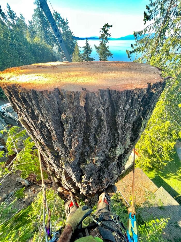 Images Evergreen Tree Service
