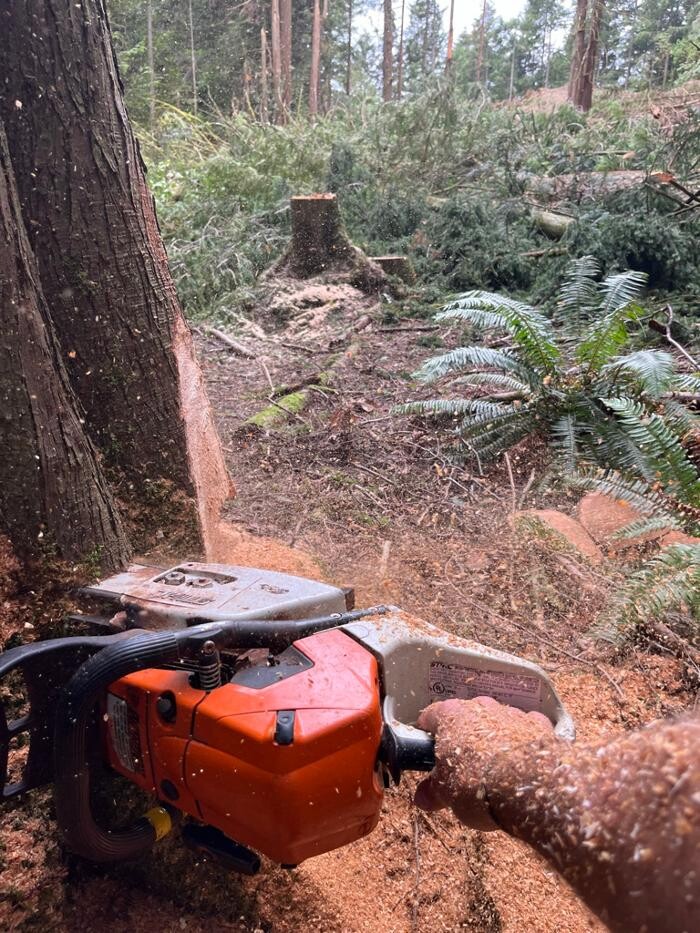 Images Evergreen Tree Service