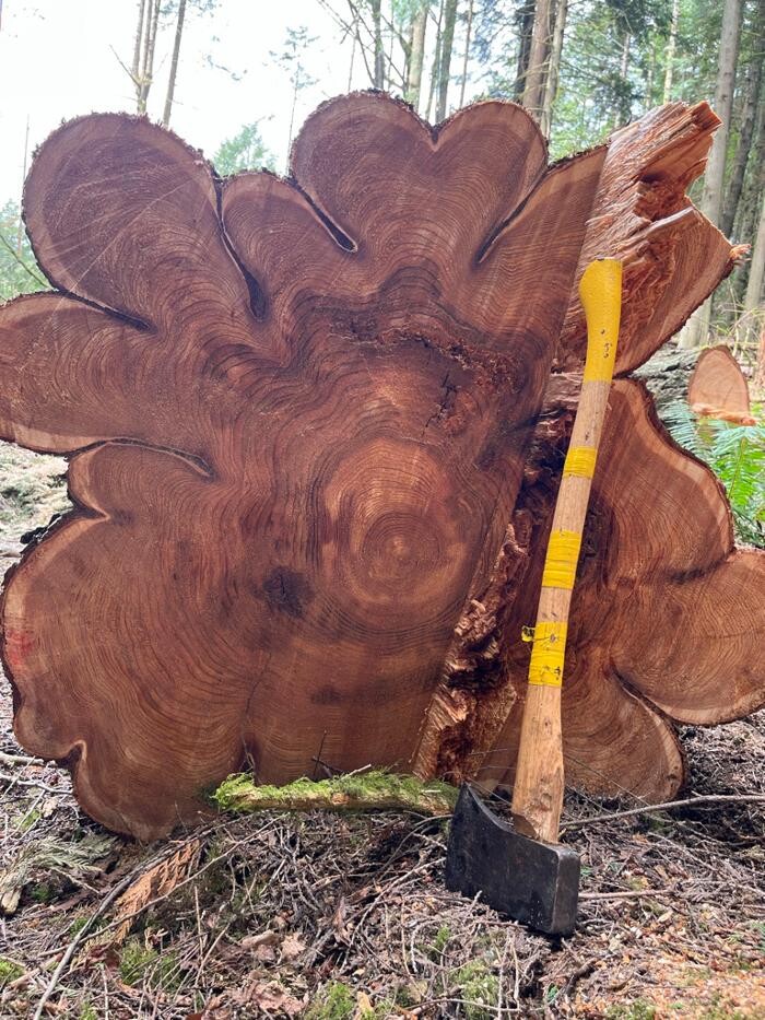 Images Evergreen Tree Service