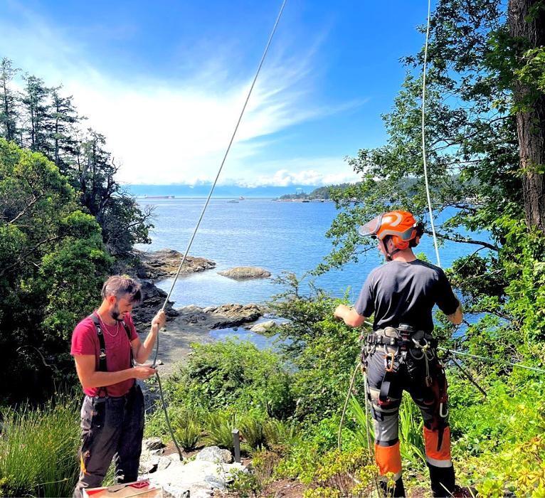 Images Evergreen Tree Service