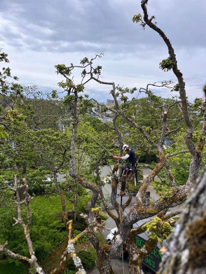 Images Evergreen Tree Service