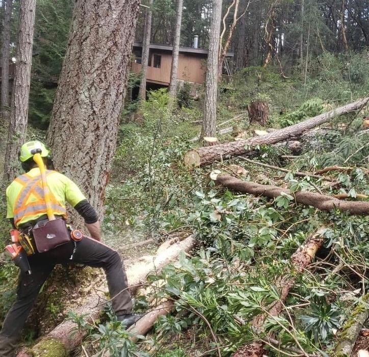 Images Evergreen Tree Service