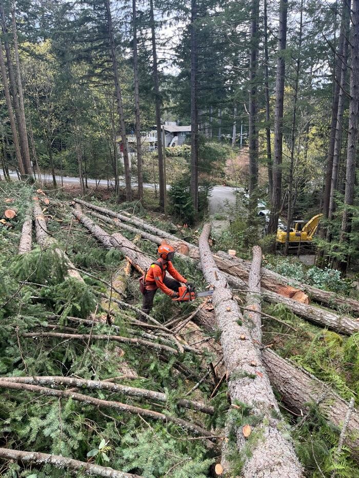 Images Evergreen Tree Service