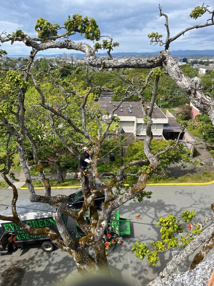 Images Evergreen Tree Service