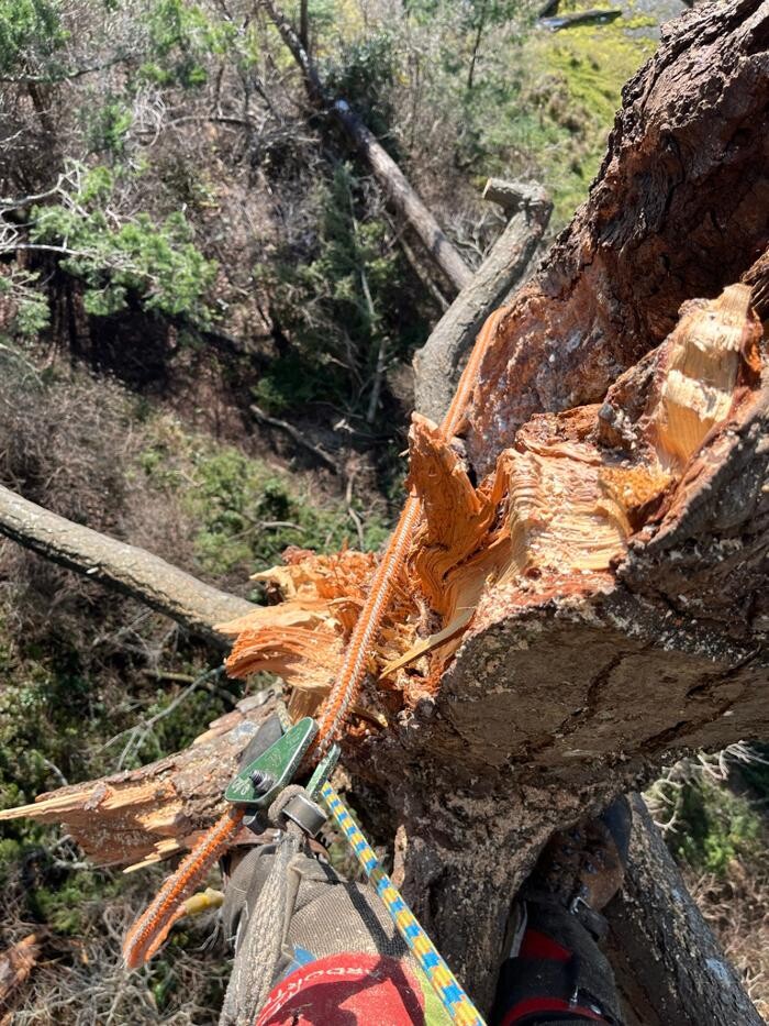 Images Evergreen Tree Service