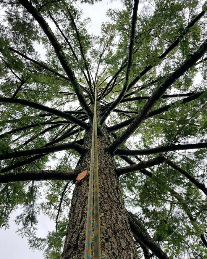 Images Evergreen Tree Service