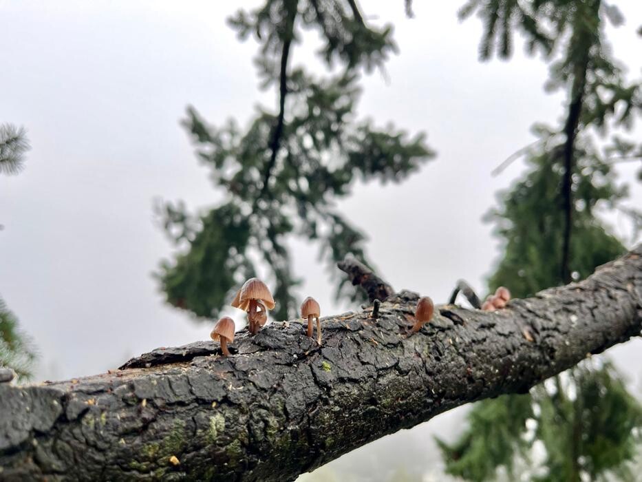 Images Evergreen Tree Service