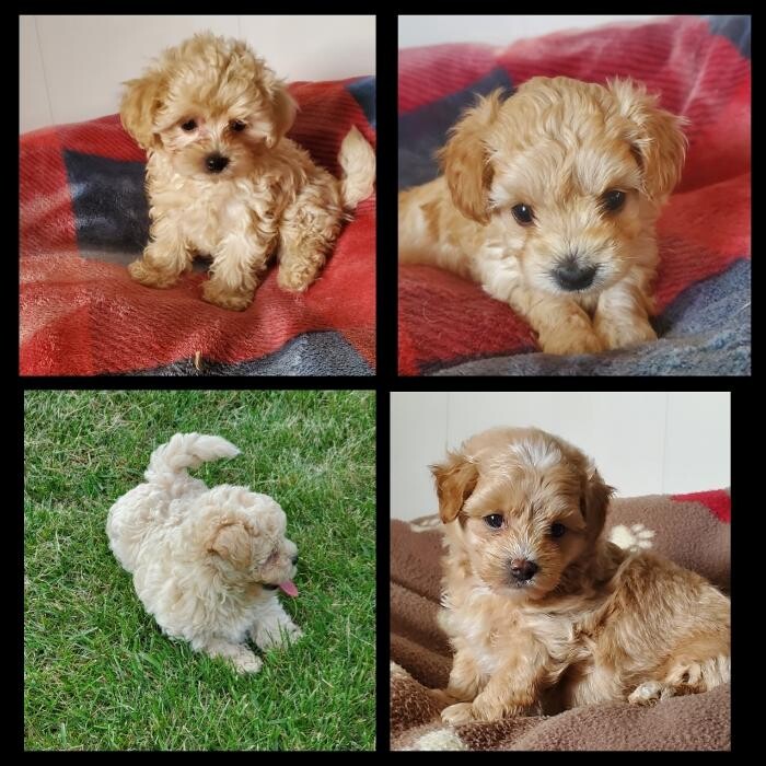 Images Élevage de Chiens aux Petits Câlins