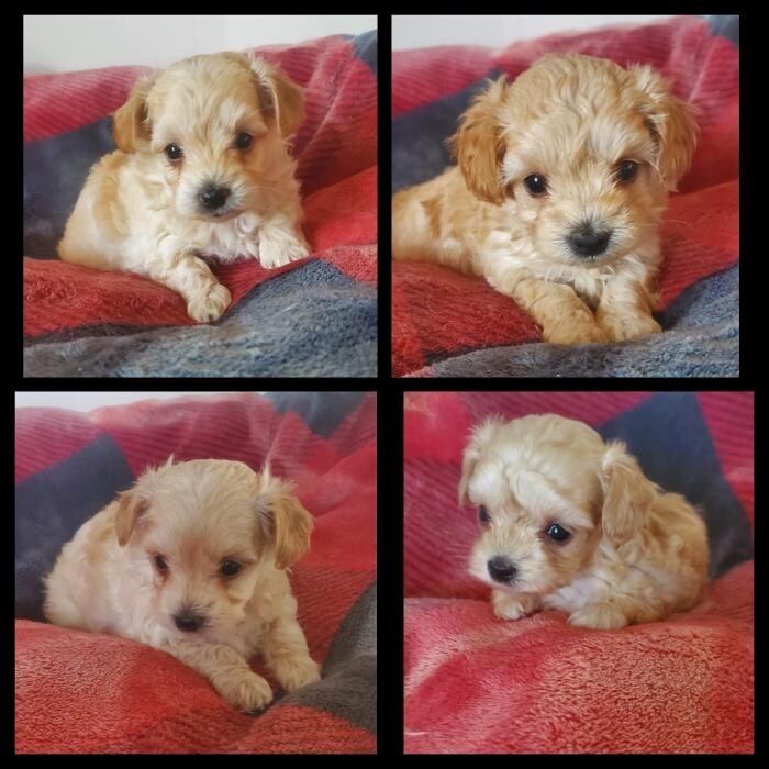Images Élevage de Chiens aux Petits Câlins