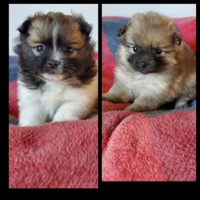 Images Élevage de Chiens aux Petits Câlins