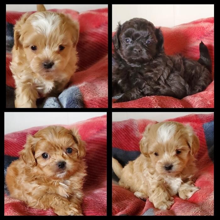 Images Élevage de Chiens aux Petits Câlins